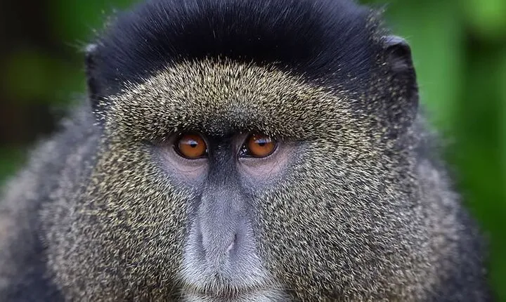 6-Day Gorilla And Golden Monkey Trekking Mgahinga Park