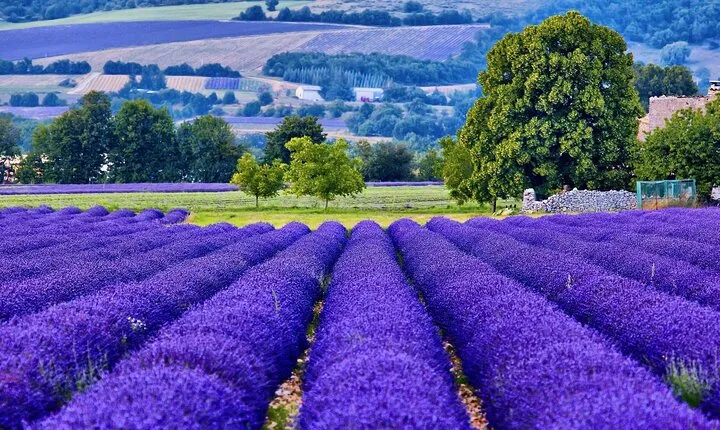 7-day Private Burgundy Wine tastings, Provence, Nice, Monaco Tour