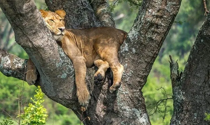 14 Days Uganda Safari Adventure, Gorilla Trekking and WildlifeTour