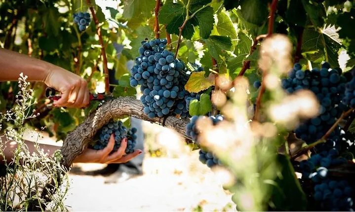 Kefalonia’s Finest: Private Wine and Olive Oil Tasting Tour