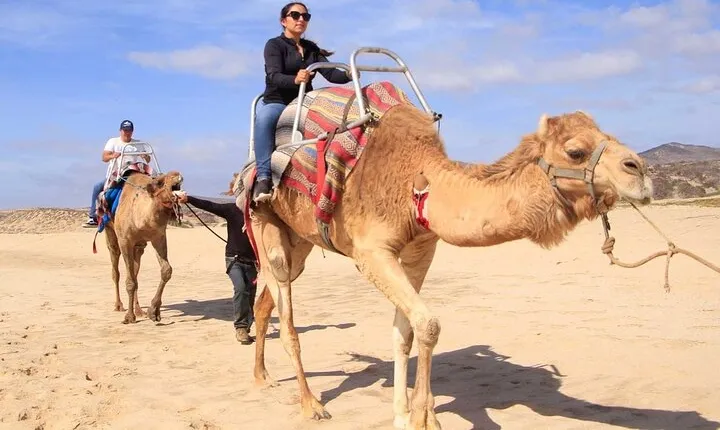 Camel Desert Ride Experience in Cabo