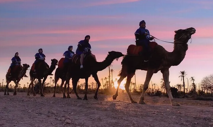 Sunset Camel Ride in the Palm Grove of Marrakech