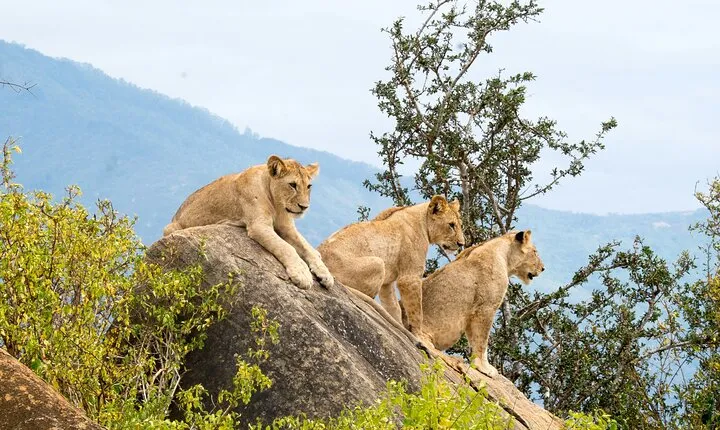 Overnight Safari to Tsavo East with Pick Up From Mombasa