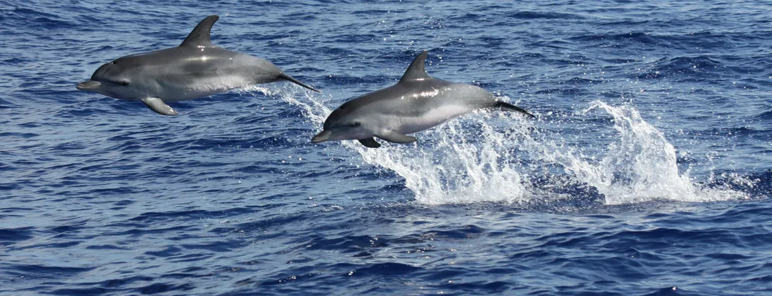 Amazing land & sea tour with open roof 4x4 and dolphin spotting