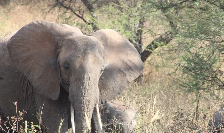 Full-Day Ngorongoro Crater private tour