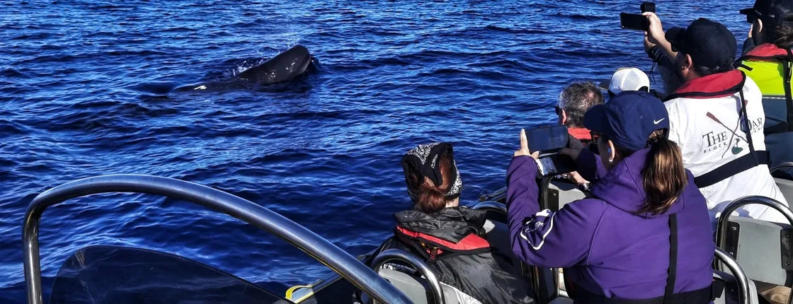 Whale watching in Terceira