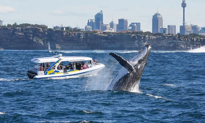 Whale Watching Adventure Cruise