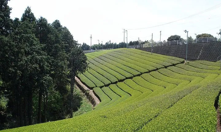 Full-day Cameron Highlands & Batu Caves Tour from Kuala Lumpur