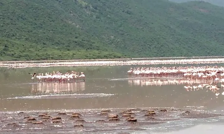 Lake Bogoria Flamingos Tour from Nairobi