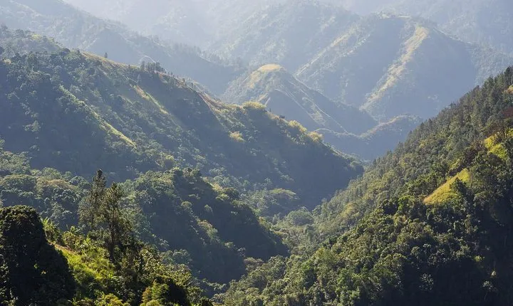 Jamaica Blue Mountain Guided Nature Tour