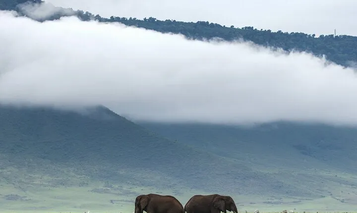 7 Day Budget Safari Adventure in Northern Circuit