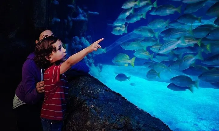 SEA LIFE Blackpool Admission Ticket