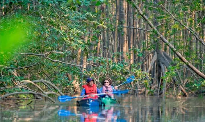 Mangrove Forest Kayak Exploration