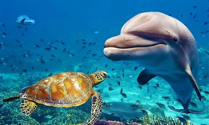 Dubai Aquarium & Underwater Zoo Tickets
