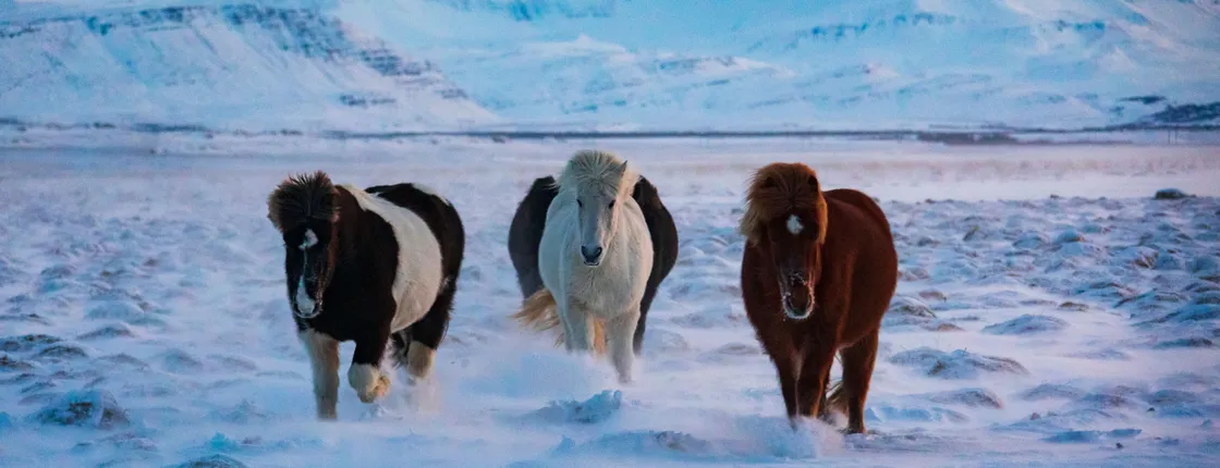 Musement Icelandic horse tour