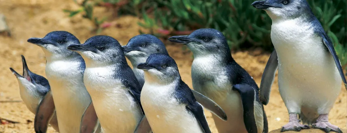 Phillip Island - Penguins, Koalas and Wildlife