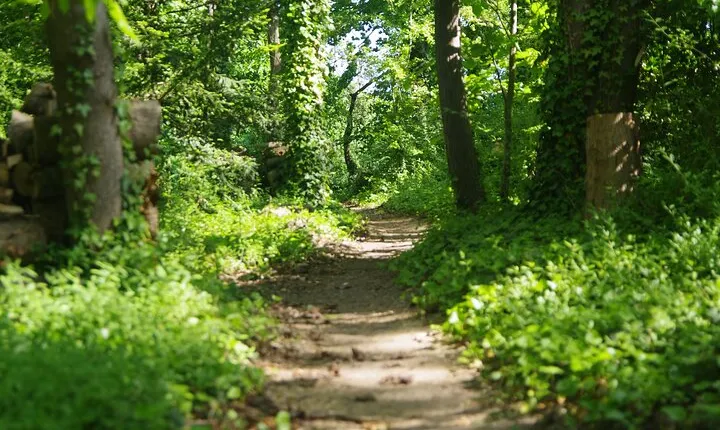 Roots the Path of the Last Table