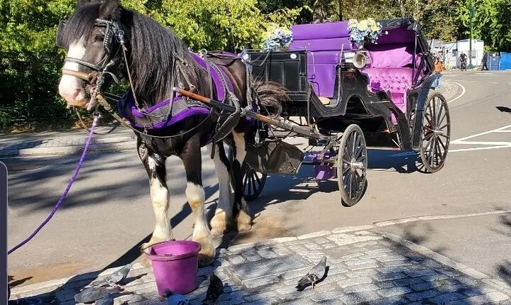 Official Private New York City Central Park Horse Carriage Ride Since 1965™