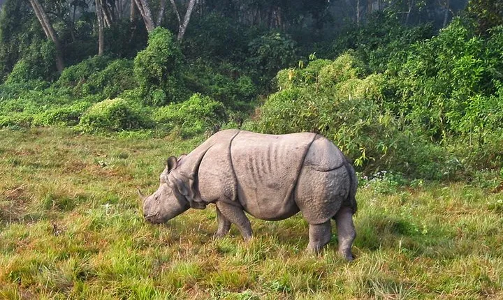 2 Nights Chitwan Jungle Safari tour from Kathmandu or Pokhara