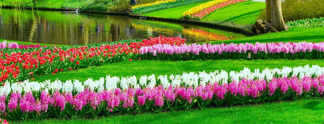 Keukenhof skip-the-line tickets and Spanish guided tour from Amsterdam