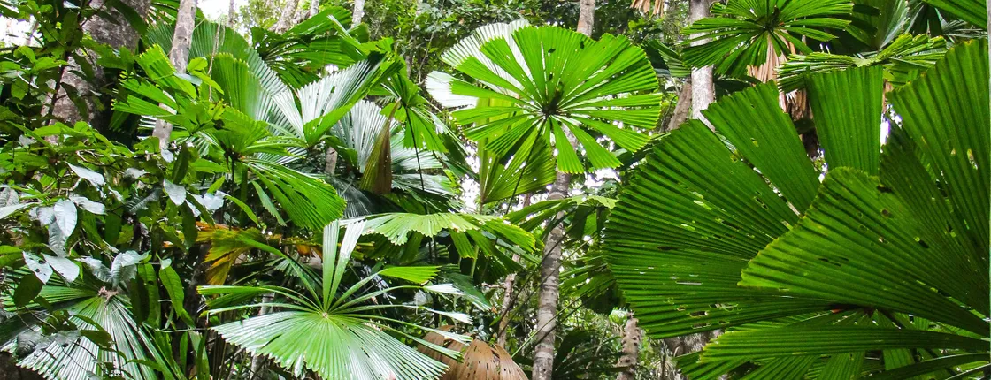 Daintree and Cape Tribulation day tour
