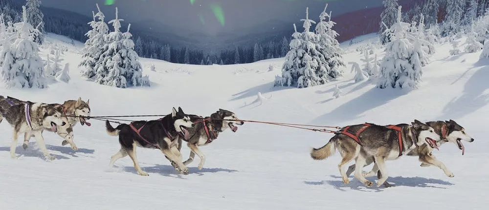 Snowmobiles and huskies in Lapland
