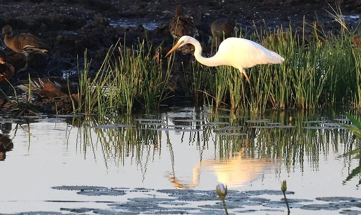 Darwin: Evening tour to Fogg Dam Wetlands and Humpty Doo Hotel