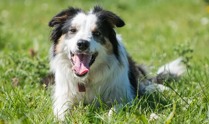 Caherconnell Fort & Sheepdog Demonstrations