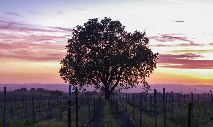 Wine Tasting Audio Tour - Calaveras County