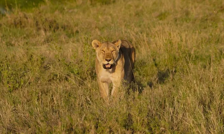 11 Days Private Camping Safari with Lake Natron and Lake Eyasi