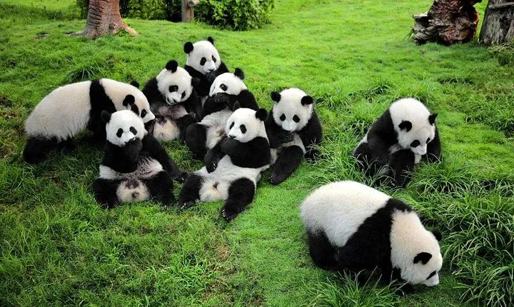 China 12 Days Private Tour : Beijing, Xi'an, Chengdu, Guilin, Shanghai