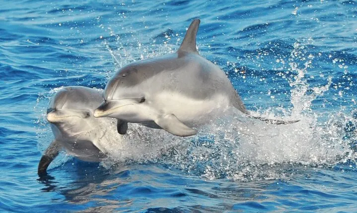 Morro Jable: 2 Hours Magic Dolphin & Whale watching with Drinks & Swim Stop.