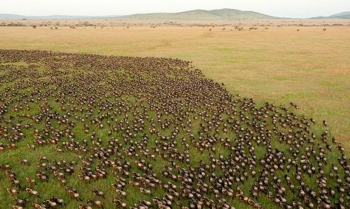 5 Day Luxury Safari Serengeti,Ngorongoro, Lake Manyara, Tarangire National Park