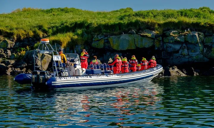 Premium Small-Group Puffin & Bird Watching tour from Reykjavík
