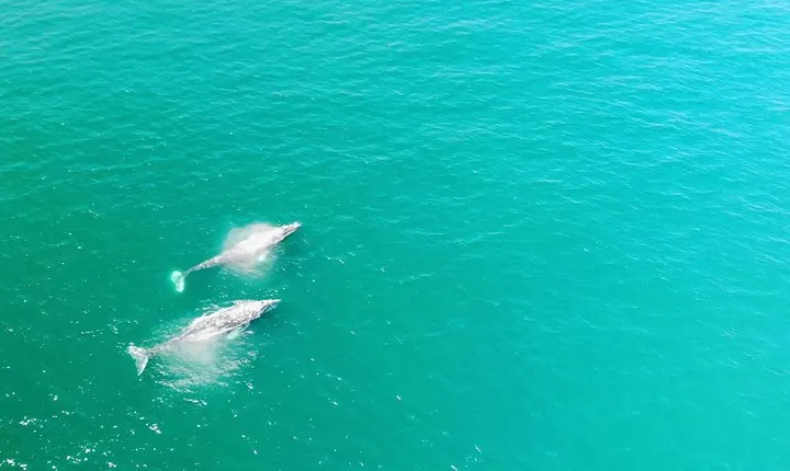Whale Watching and Fishing Combination Excursions
