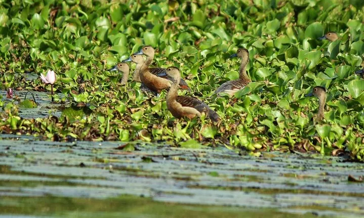 Muthurajawela Bird Watching Tour from Negombo / Colombo