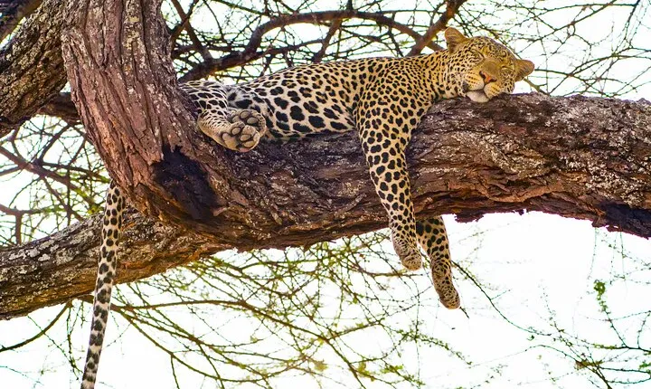 4 Day Tarangire-Ngorongoro Crater-Mount kilimanjaro from Arusha