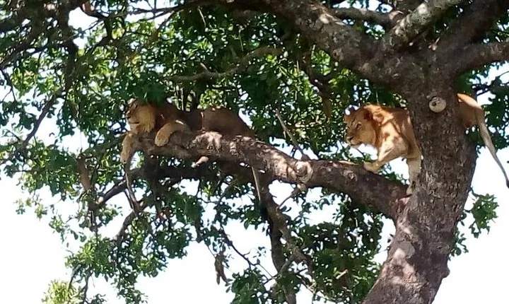 2 Days Amboseli National park safari package