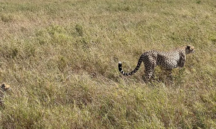 5-Days Witnessing the Nature's Greatest Migration in Serengeti