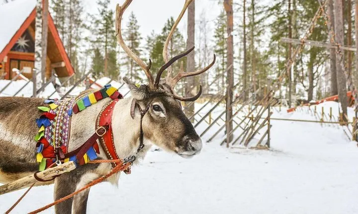 Lapland Reindeer Safari from Levi