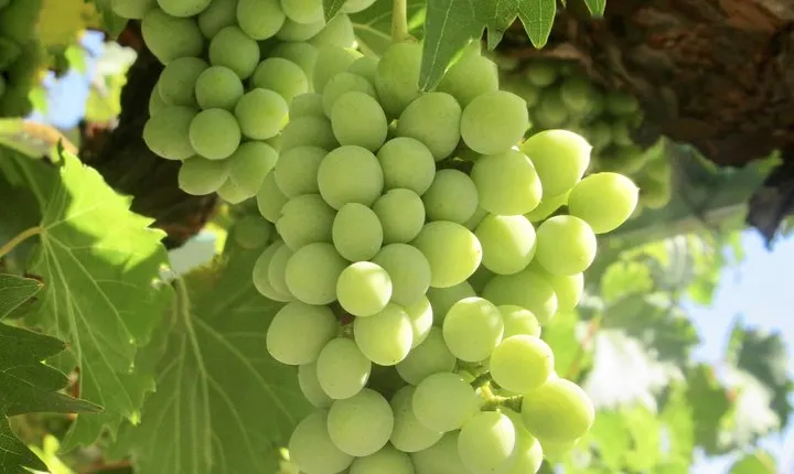 Napa & Sonoma Wine Tour Private Tours 8 to 10 Hours max 14 pax