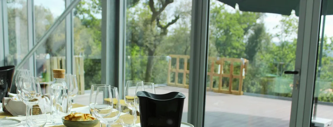 Vinho Verde vineyard and wine tasting experience