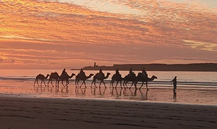 3 hours ride on camel at sunset