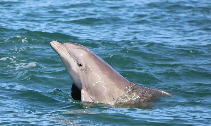 Dolphin and Wildlife Adventure of St. Augustine