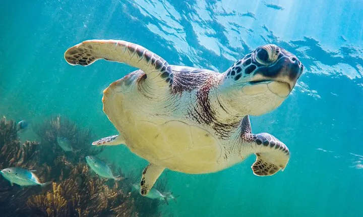 Tour to Tulum and cenote with swimming with turtles from Riviera Maya