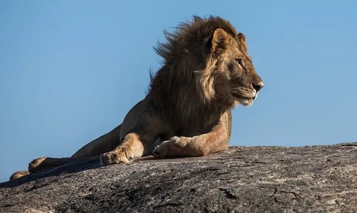 4-Days Northern Circuit Safari in Tarangire, Serengeti and Ngorongoro