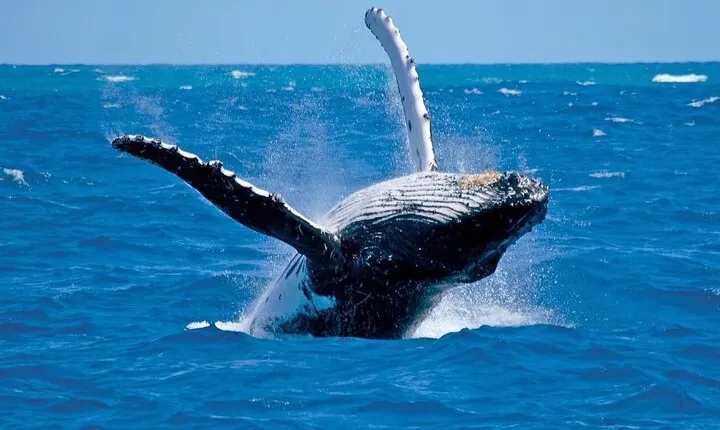 Whale Watching in Hermanus: Must-Do Activity in Cape Town, SA