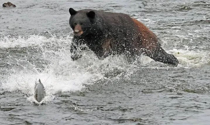 2-Hour Wildlife and Culture small van Excursion