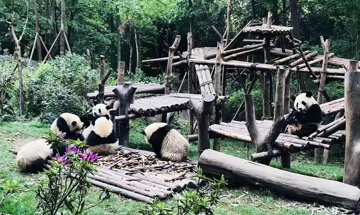 Chengdu Impression of Lovely Pandas and Giant Buddha