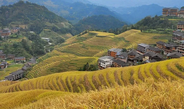Guilin Tea plantation and Longji Rice Terraces Day Tour from Guilin hotel